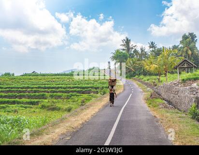 Vista posteriore della vecchia donna indonesiana che porta il cestino di noci di cocco sulla sua testa Foto Stock