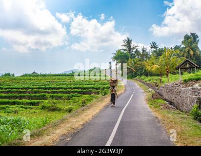 Vista posteriore della vecchia donna indonesiana che porta il cestino di noci di cocco sulla sua testa Foto Stock