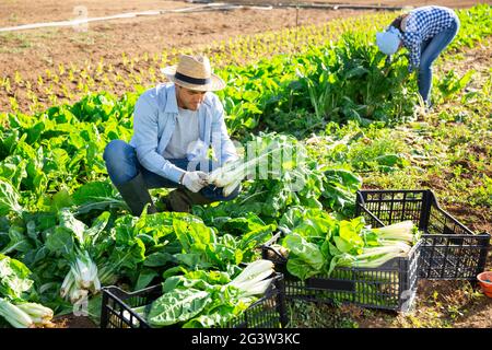 Giovane uomo che raccoglie foglie di bietole maturate in giardino Foto Stock