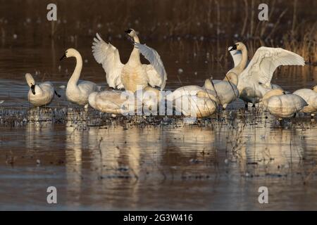 Un gregge di cigni di Tundra, Cygnus colombianus, che riposa su una palude di acqua dolce che si infrana sulla riserva naturale nazionale di San Luis della California. Foto Stock