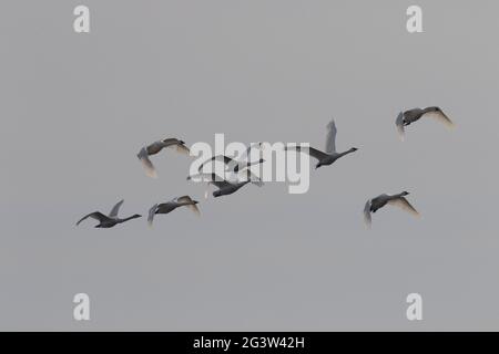 Tundra Swan Flock, Cygnus columbianus, in volo attraverso una San Joaquin Valley, California cielo invernale. Praterie Area ecologica. Foto Stock