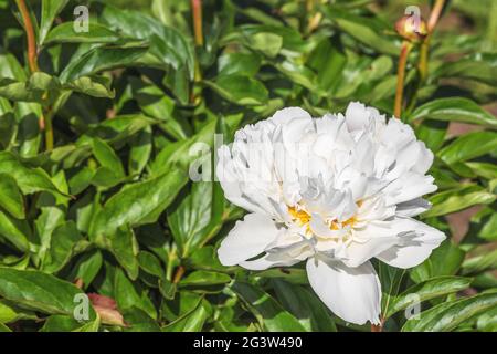 Perry è un bel fiore bianco elegante con un centro giallo. Foto Stock