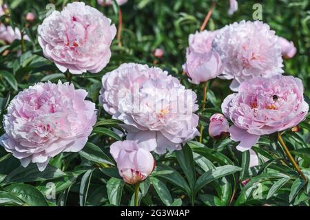 La pony della regina arrossita è fiorita lattiginosa con i fiori giganti a doppia forma. Sono di colore bianco cremoso con delicate sfumature rosa chiaro. Foto Stock