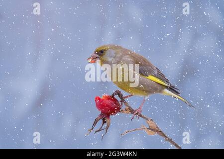 Verdino europeo (Carduelis chloris) mangiare semi di rosella surgelati in nevicata Foto Stock