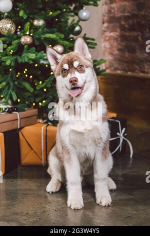 Husky siberiano sulla vigilia di Natale concetto. Adorabile doggy, siediti sul pavimento sopra il pino con le pile presenta. Sfondo festivo. D Foto Stock