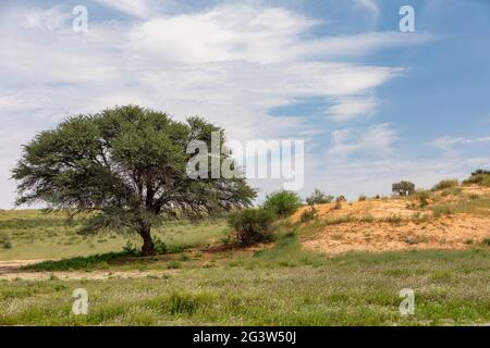 Leone femminile che giace nel deserto di Kalahari, fauna selvatica del Sud Africa Foto Stock