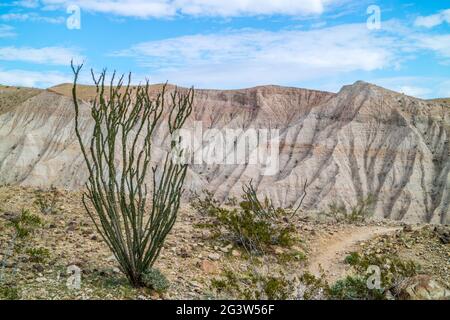 Un Ocotillo gambi spinosi a Palm Springs, California Foto Stock