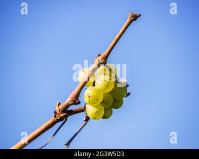 Ultime uve al vigneto Foto Stock