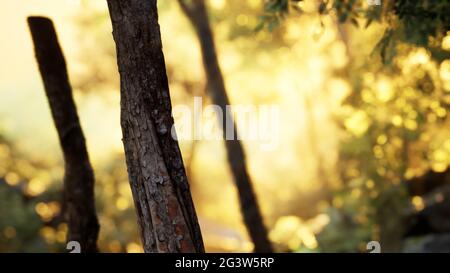 Raggi di luce solare scoppiante in una foresta nebbiosa Foto Stock