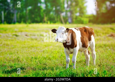 Un giovane bel toro che pascolano su un prato verde in una giornata di sole brillante. Allevamento di bovini in azienda. Foto Stock