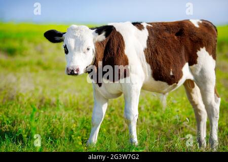 Un giovane bel toro che pascolano su un prato verde in una giornata di sole brillante. Allevamento di bovini in azienda. Foto Stock