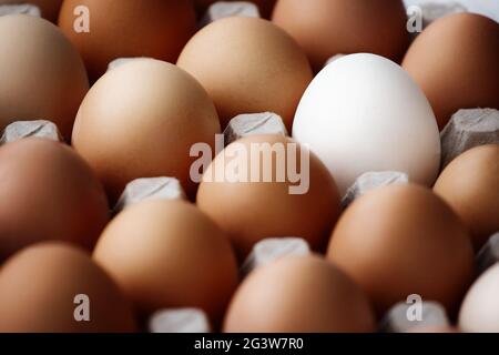 Un uovo di pollo bianco tra molte uova gialle si trova su una scatola di cartone. Foto Stock