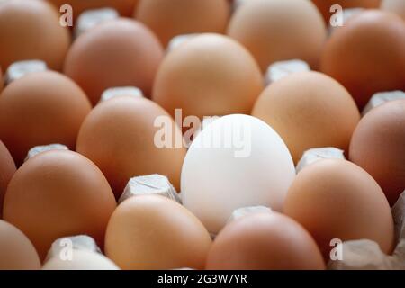 Un uovo di pollo bianco tra molte uova gialle si trova su una scatola di cartone. Foto Stock