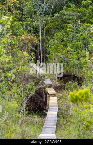 Sentiero escursionistico attraverso il Parco Nazionale di Bako sul Borneo Foto Stock