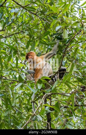 Scimmia di Proboscis nel Parco Nazionale di Bako sul Borneo Foto Stock