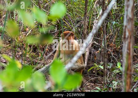 Scimmia di Proboscis nel Parco Nazionale di Bako sul Borneo Foto Stock