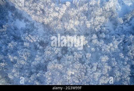 Foto aerea della foresta di betulla nella stagione invernale. Drone shot di alberi ricoperti di brina e neve. Foto Stock