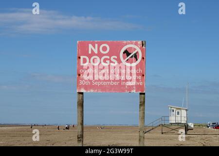 Non sono ammessi cani in spiaggia, concetto di vacanza per cani con spazio per fotocopie Foto Stock