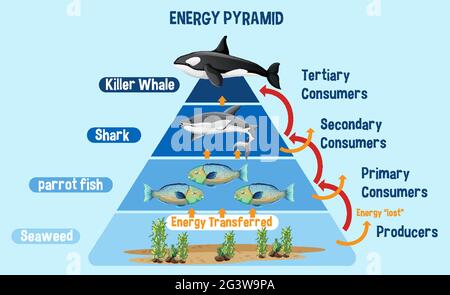 Diagramma che mostra la piramide energetica per l'istruzione
