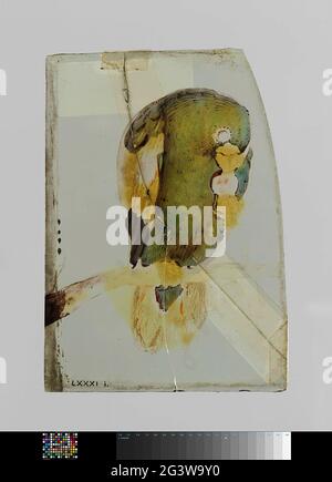 Piazza con una ciliegia mangiare pappagallo su un ramo. Una finestra con un email dipinto di una ciliegia mangiare pappagallo su un ramo in prevalentemente giallo, blu e verde. Foto Stock