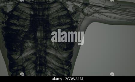 RM 3D scansione corpo donna Foto Stock