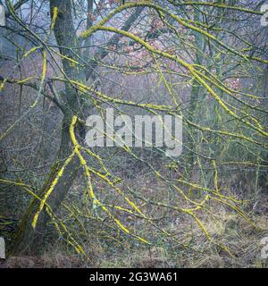 Coprialberi di quercia con lichene e muschio in inverno Foto Stock