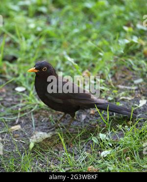 Comune uccello nero, uccello nero eurasiatico chiamato in latino Turdus merula primo piano Foto Stock