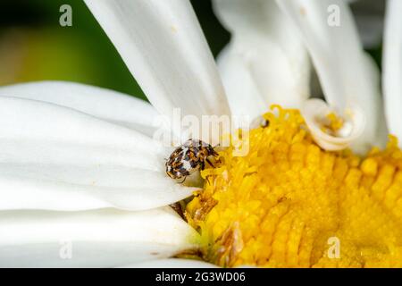 Piccolo tappeto colorato scarabeo Anthrenus scrophulariae su un fiore bianco margherita con spazio copia Foto Stock