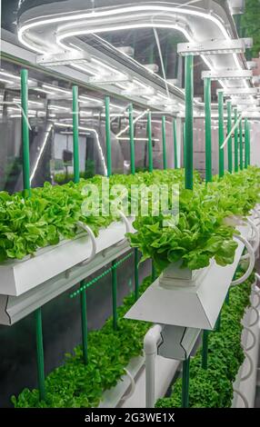 Coltivare ortaggi idroponici organici con LED Light Indoor farm. Tecnologia agricola. Cultura sobrida di verdure sotto artif Foto Stock