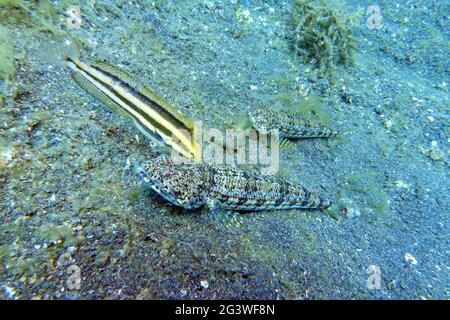 Lucertola a bande, lucertola Clearfin, e Poison-fang Blenny a strisce, mimica blenny Foto Stock