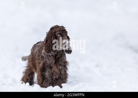 Cocker inglese spaniel cane in inverno neve Foto Stock