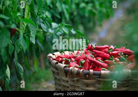 FRANCIA. PIRENEI ATLANTICI (64). PAYS BASCO. RACCOGLIERE I PEPERONCINI ESPELETTE Foto Stock