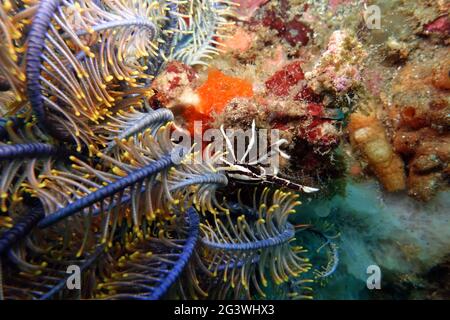 Aragosta di zucca crinoid, aragosta di zucca di stella di piuma, aragosta di zucca elegante Foto Stock