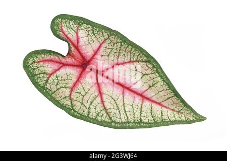 Bella foglia esotica 'Caladium White Queen' con venature rosa e verde isolato su sfondo bianco Foto Stock