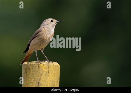 Redstart femmina Foto Stock