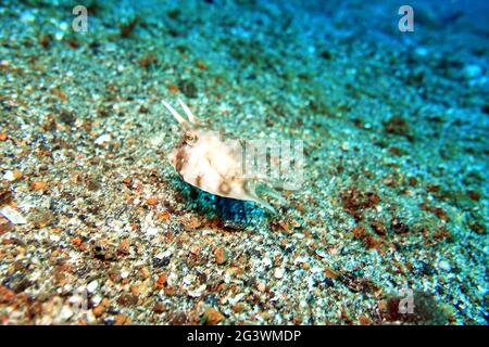 Novellame Longhorn Cowfish, Cowfish, Cow-fish, Horned Boxfish o Long-Horn Cow-fish, Foto Stock