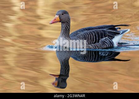 L'oca di greylag in autunno sullo stagno Foto Stock