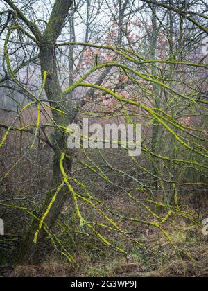 Tronco e ramoscelli di un albero di quercia ricoperto di muschio e lichene Foto Stock