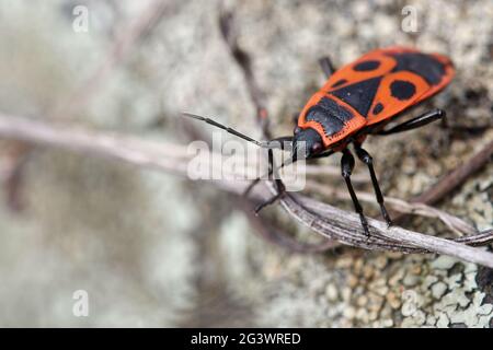 Bug incendio comune Foto Stock