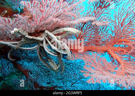 Crenoid o mare lilly sulla barriera corallina Foto Stock