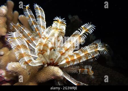 Crenoid o mare lilly sulla barriera corallina Foto Stock