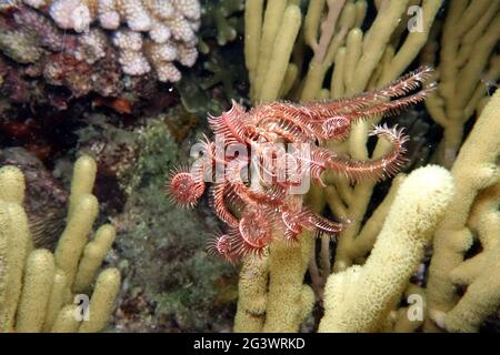 Crenoid o mare lilly sulla barriera corallina Foto Stock