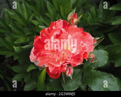 Fiori di rosa bianchi e rossi "Hanky Panky" Foto Stock