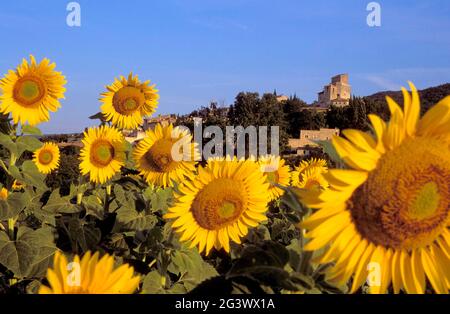 FRANCIA. DROME (26) CAMPO DI GIRASOLE. SULLO SFONDO IL VILLAGGIO DI POETA-LAVAL Foto Stock
