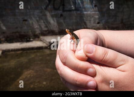 Novità iberica dal torrente Lagina. Un fiume di shalow con corre nel mezzo del villaggio di Acebo, Sierra de Gata, Estremadura, Spagna Foto Stock