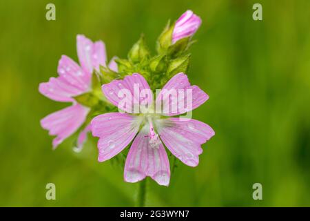 Malva Alcea fiore nel prato estivo Foto Stock