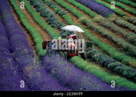 FRANCIA. VAUCLUSE (84) SAULT. PLATEAU DU VAUCLUSE VICINO SAULT. DONNA CHE RACCOGLIE LA LAVANDA SUL SUO TRATTORE Foto Stock