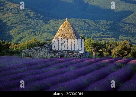 FRANCIA VAUCLUSE (84) IL LUBERON. PARCO NATURALE REGIONALE DEL LUBERON. CAPANNA 'BORIE' E CULTURA DELLA LAVANDA. ALTOPIANO DI CLAPAREDES Foto Stock