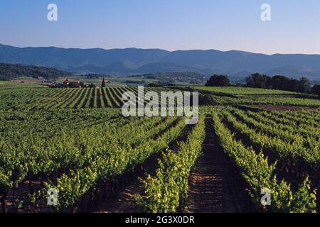 FRANCIA VAUCLUSE (84) IL LUBERON DEL SUD. PARCO NATURALE REGIONALE DEL LUBERON. VIGNETI VICINO AL VILLAGGIO DI LA TOUR D'AIGUES Foto Stock