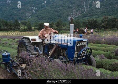 FRANCIA VAUCLUSE (84) IL LUBERON. PARCO NATURALE REGIONALE DEL LUBERON. COLTIVATORE CHE RACCOGLIE LA LAVANDA CON UN TRATTORE Foto Stock